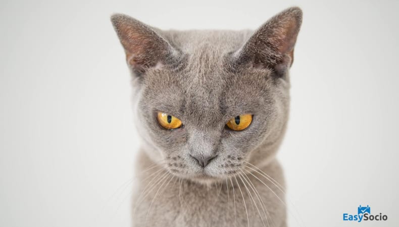 grumpy cat - Deal With Complaints / Criticisms In Social Media